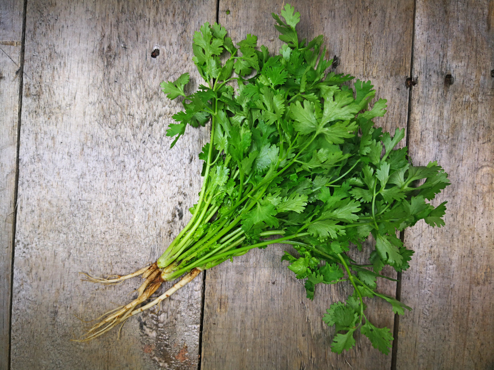 Coriander A Better Choice